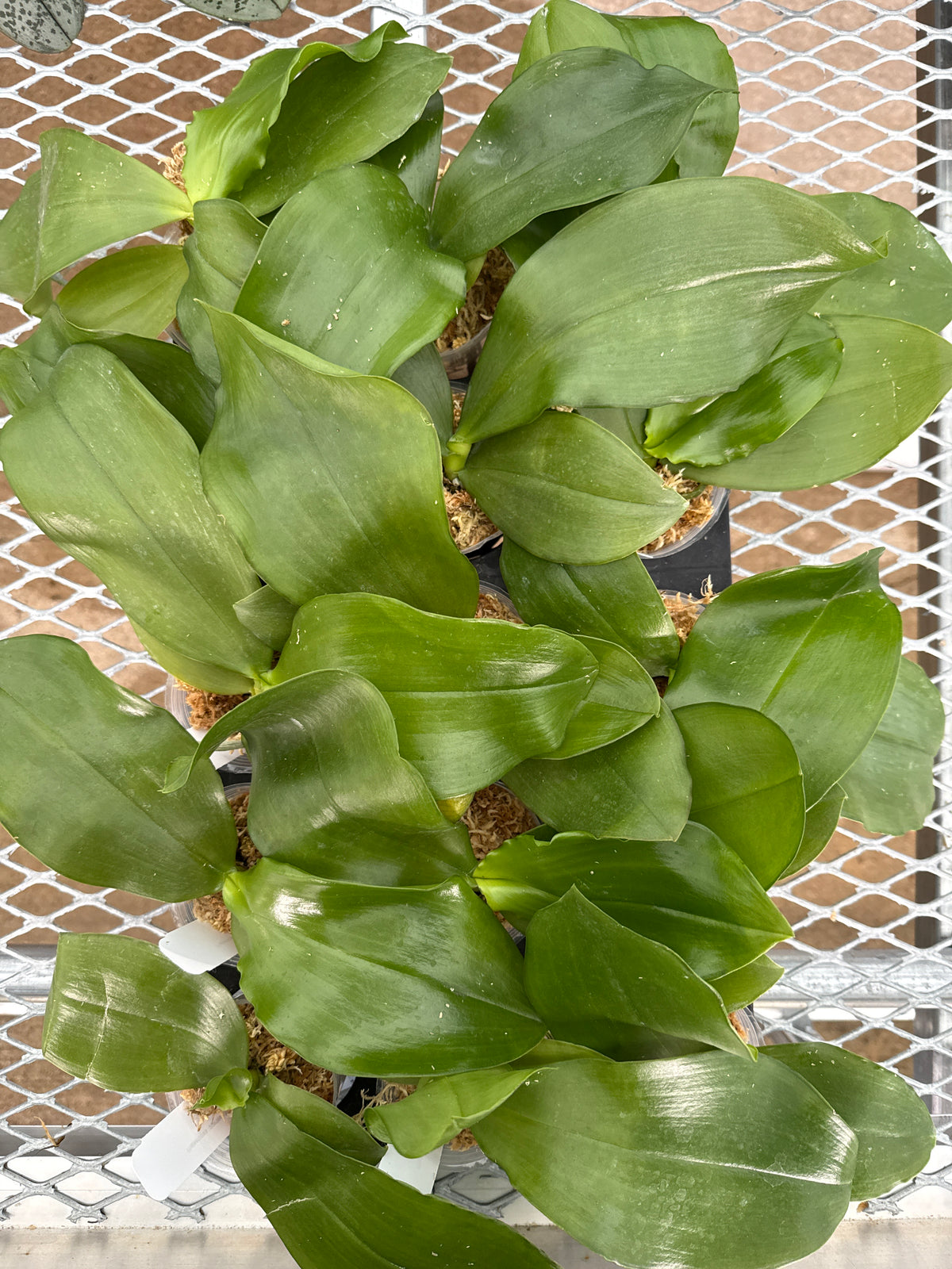 HCorchids