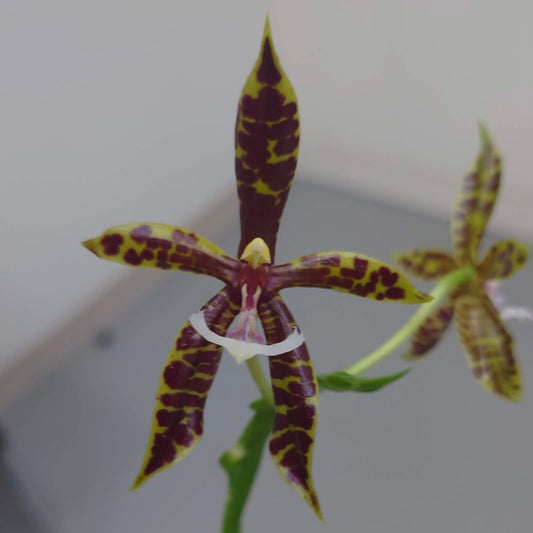 Phal. pantherina "Chiba" X self