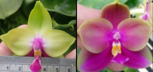 Close-up of Phal. Yang Yang Pink Mary x Phal. Yaphon Batman orchid blooms showing vibrant green, pink, and purple petals. Novelty Phalaenopsis hybrid for sale.