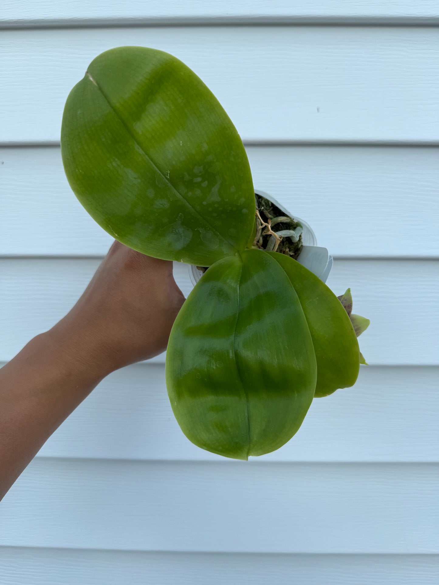 Phalaenopsis Freya’s Blue Hawaii