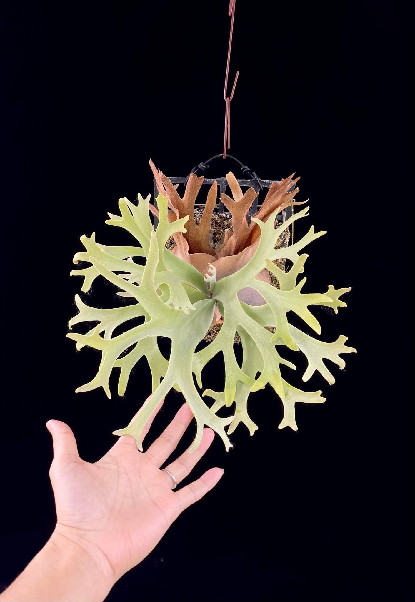 Platycerium Willinckii Dwarf plant with wavy fronds