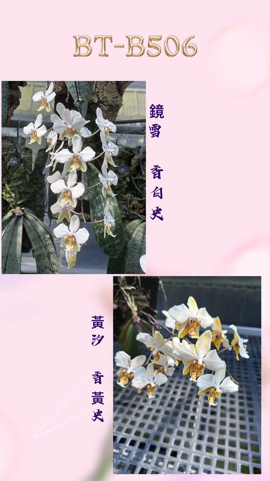 White orchid seedling in 2.5 inch pot with blooming flowers