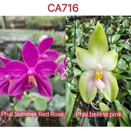 CA716 - Phal.Summer Red Rose x Phal.bellina var pink