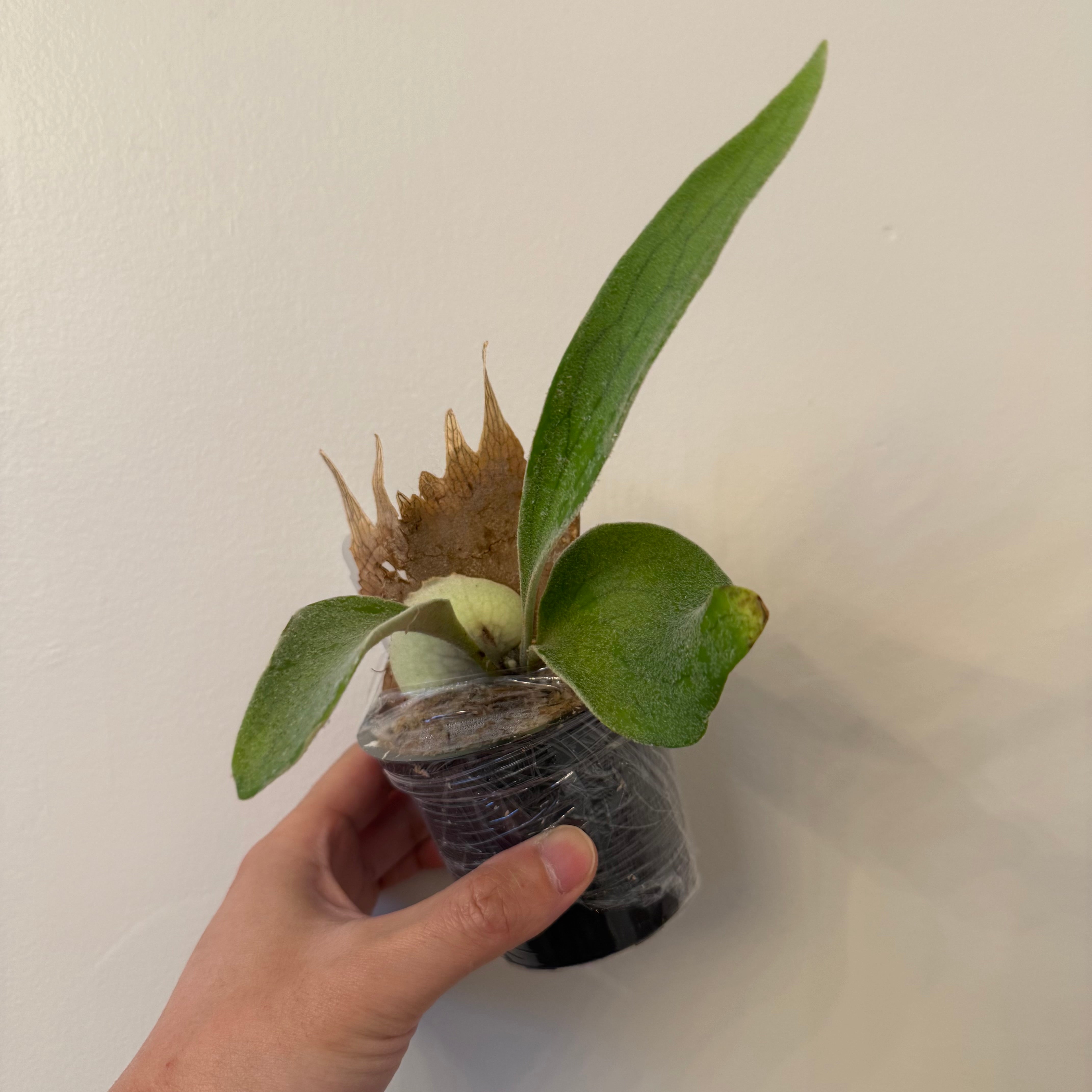 Platycerium Hakuna Matata - Platycerium Plant Sale – HCorchids