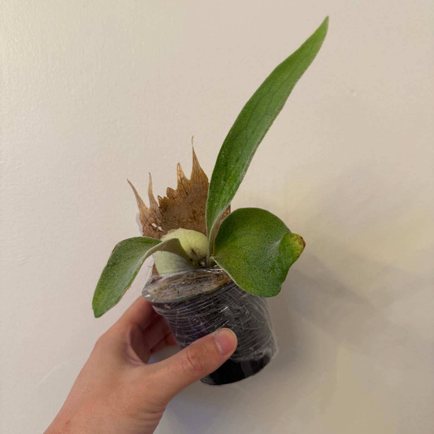 Platycerium Veitchii Wild#7 spore