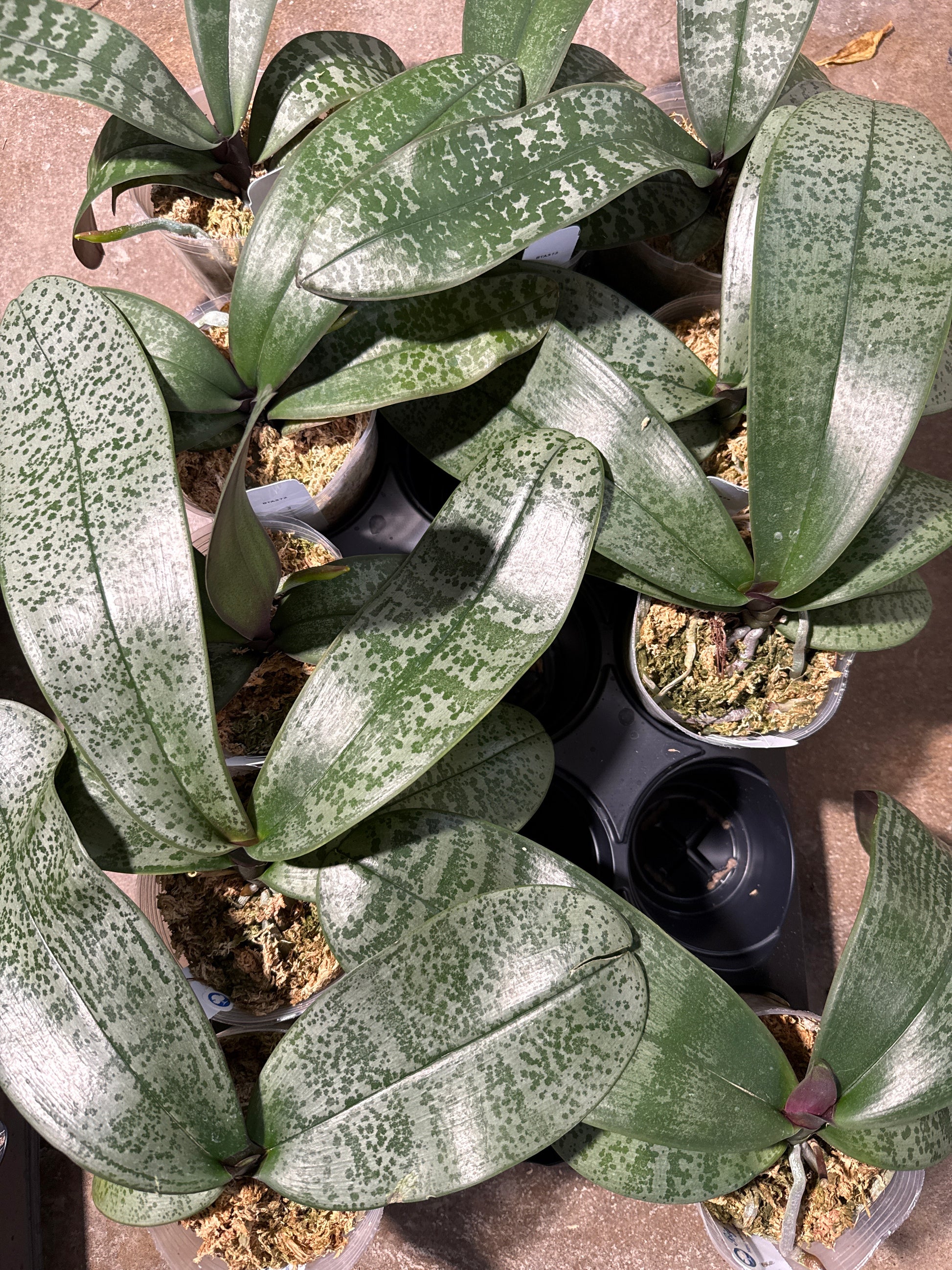 HCorchids