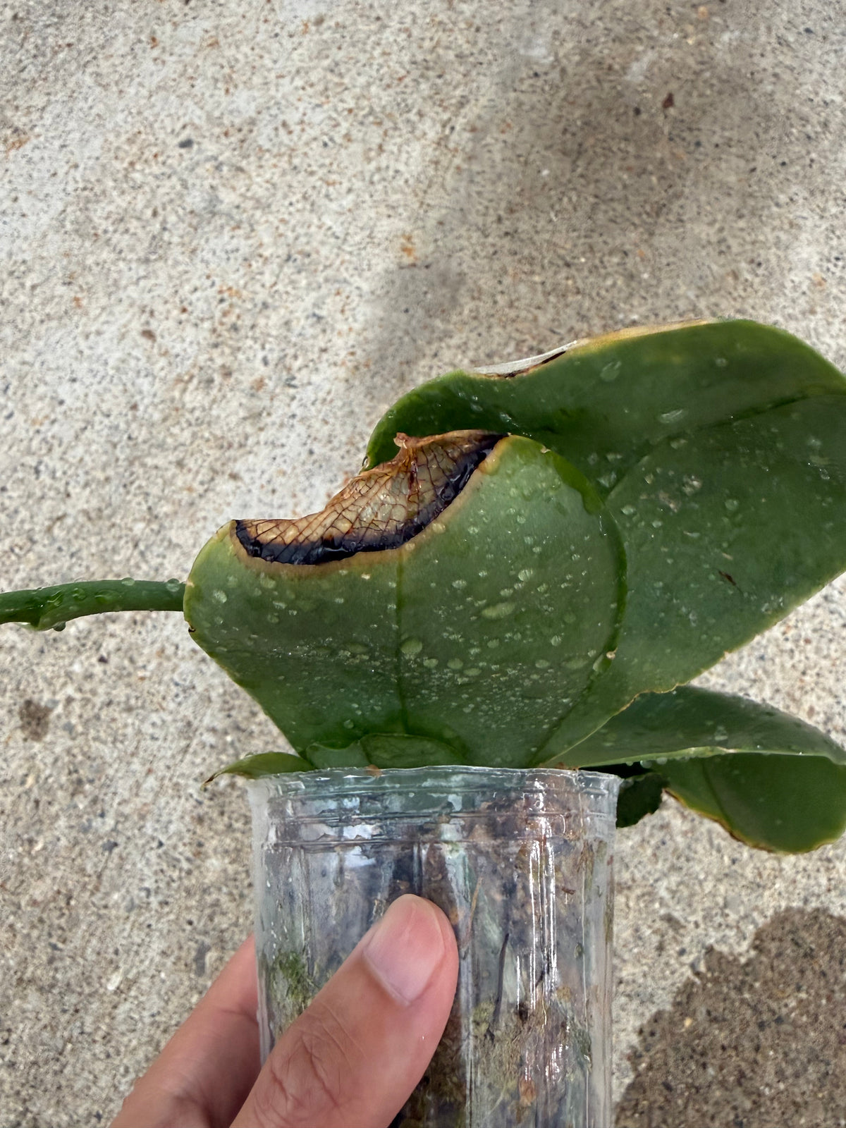 HCorchids
