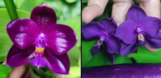 BKH2377 - Phal. (Yaphon Super Jaguar X Zheng Min Etching) ‘Dark King 6.0cm’ x Phal. (Yaphon Super Jaguar X (Yaphon Super Jaguar X Samera)) ‘Best’