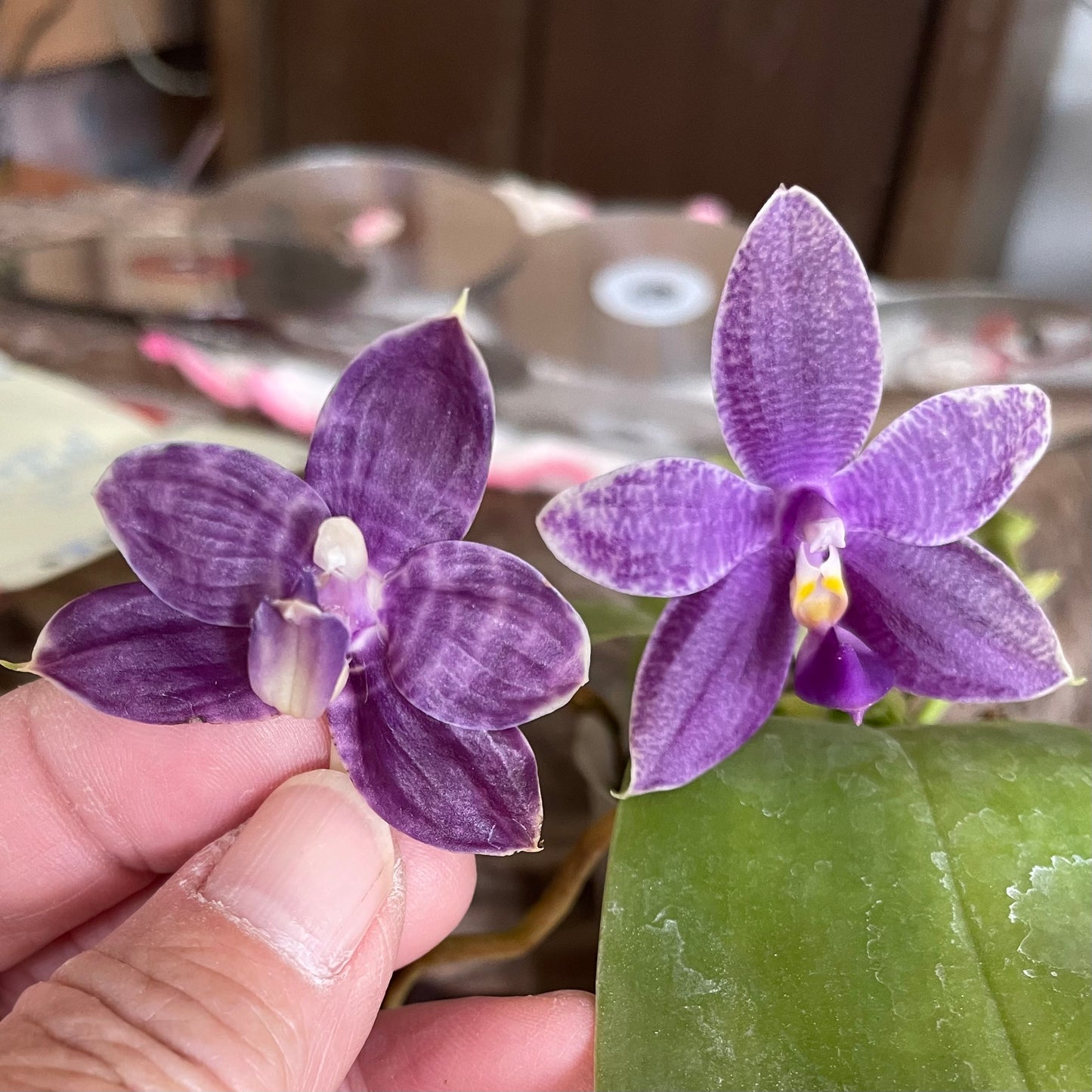 QA163 Phal. Smiley Bluebird x Phal. Mainshow Blue Elf