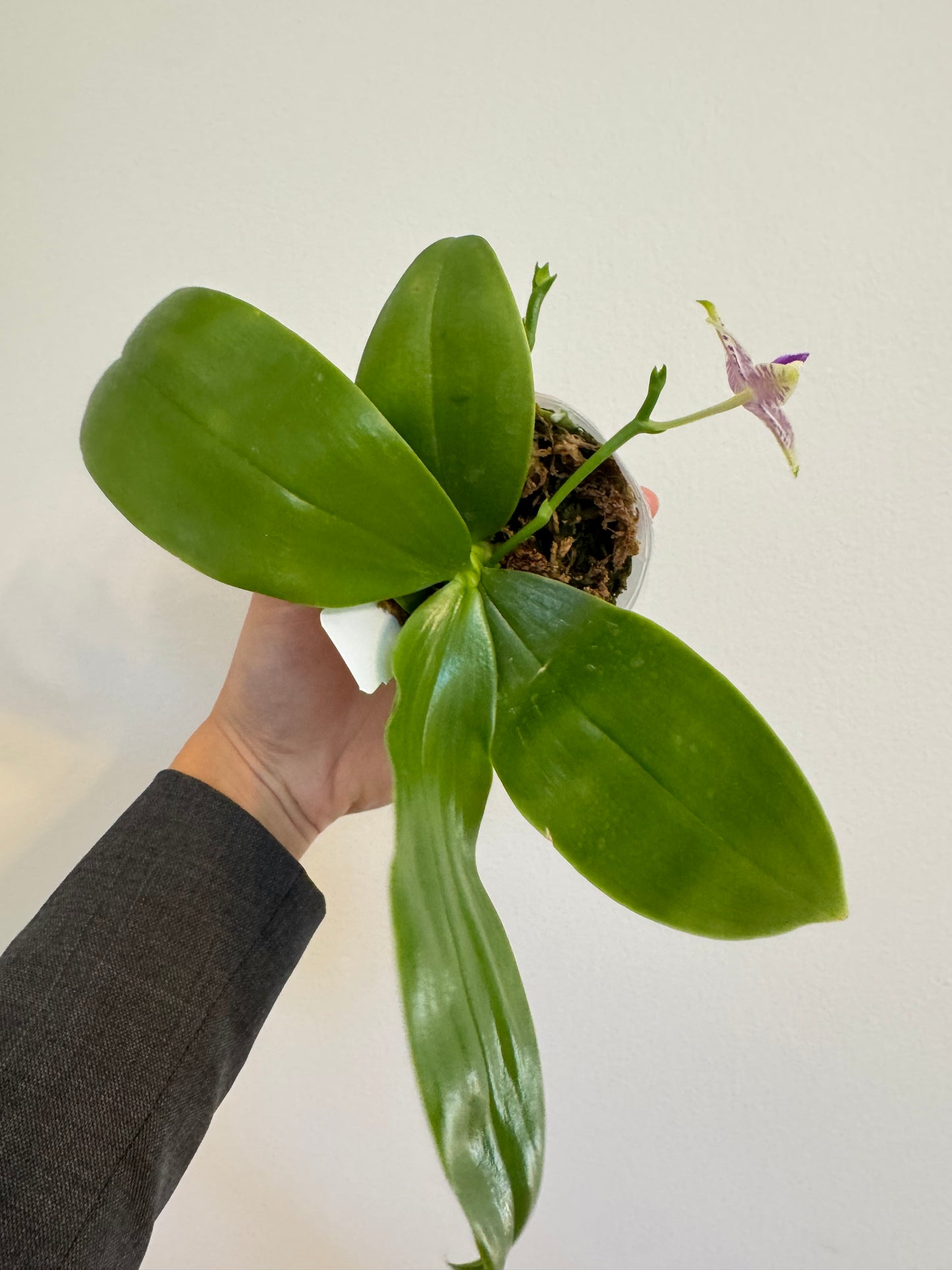 Phal. Mainshow Blue Tint x Phal. Mainshow Blue Wave