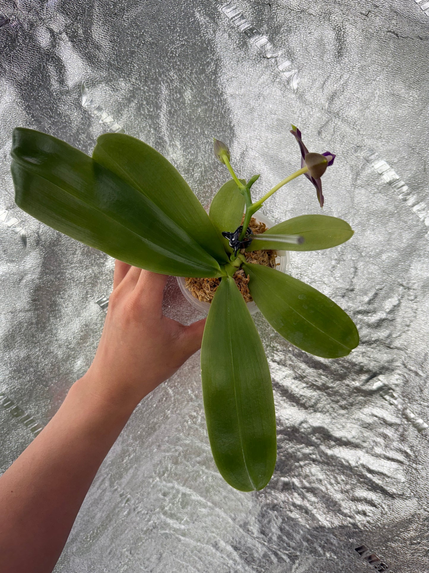 Phal. Mituo Princess x Phal. Mainshow Blue Tint