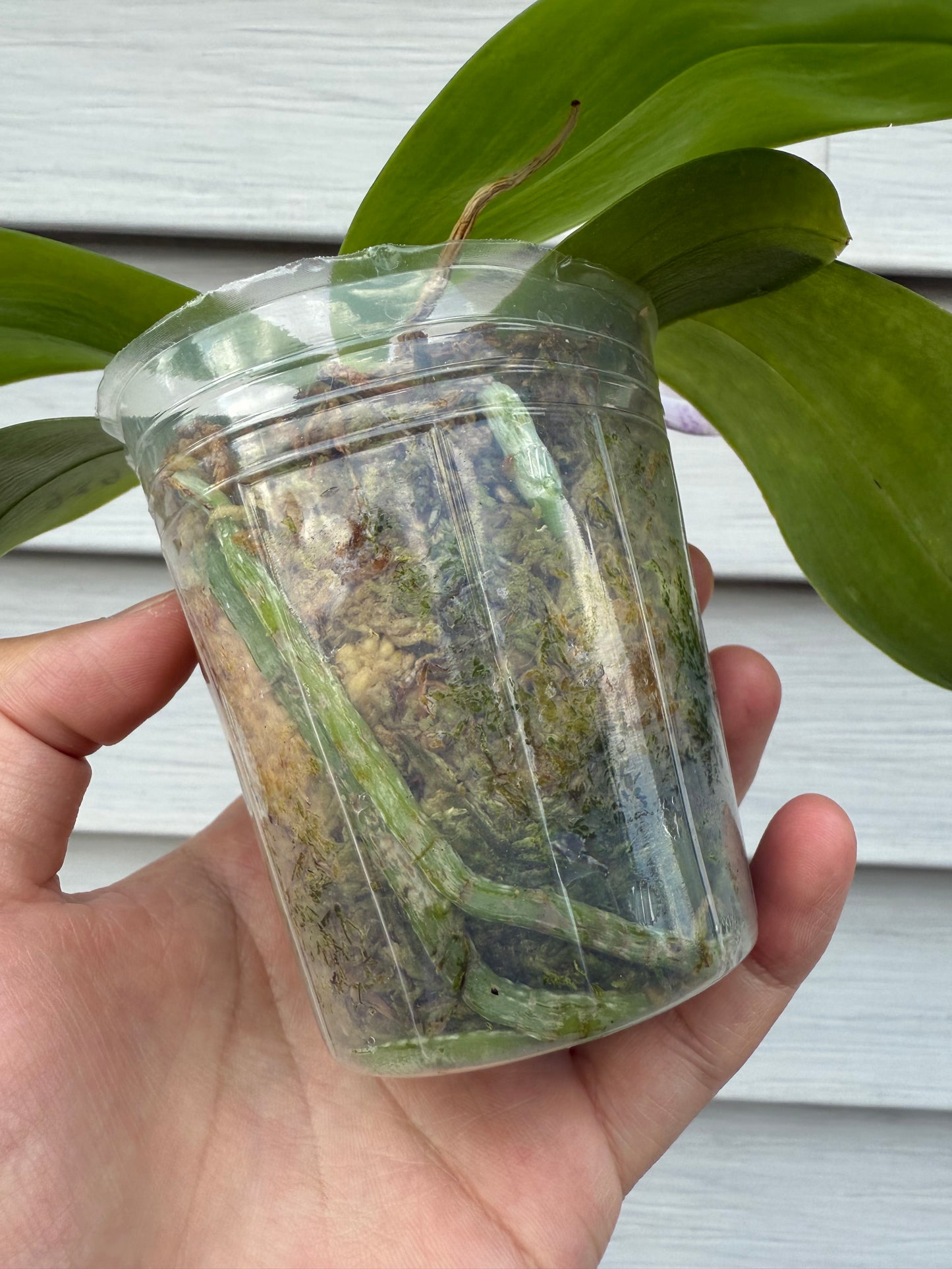 Close-up of Phalaenopsis Blue Orchid Seedling CA441 in a clear pot with moss medium, showcasing healthy roots and growth.