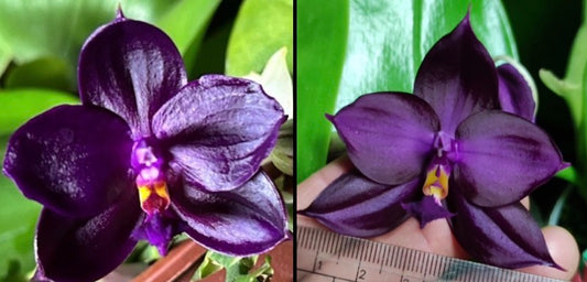 BKH2334A - Phal. (Yaphon Super Jaguar X (Yaphon Super Jaguar X Samera)) ‘節節分岔’ x Phal. (Yaphon Super Jaguar X (Yaphon Super Jaguar X Samera)) ‘BK#2’