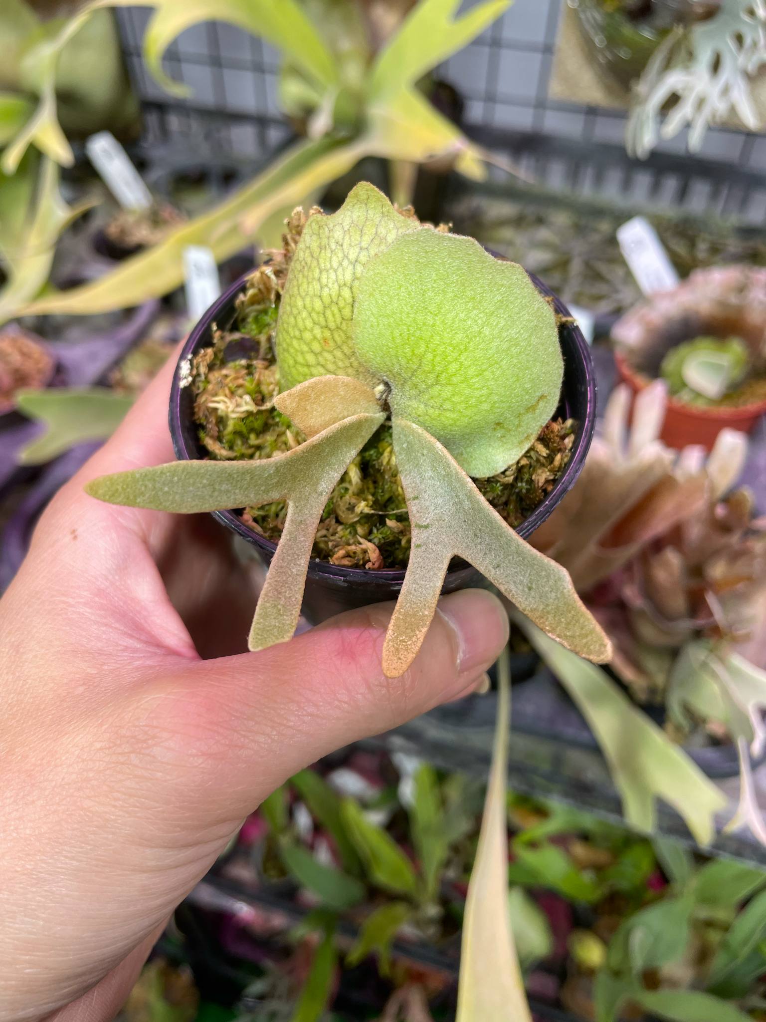 rare indoor plants Platycerium Little Crown Spore