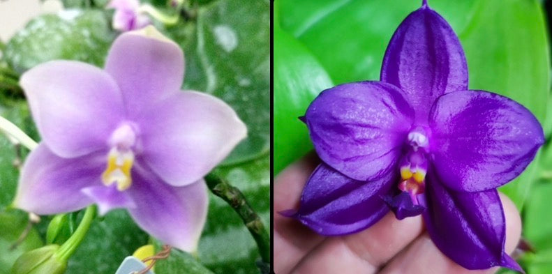 Purple Phalaenopsis orchid seedling in 2.5 inch pot