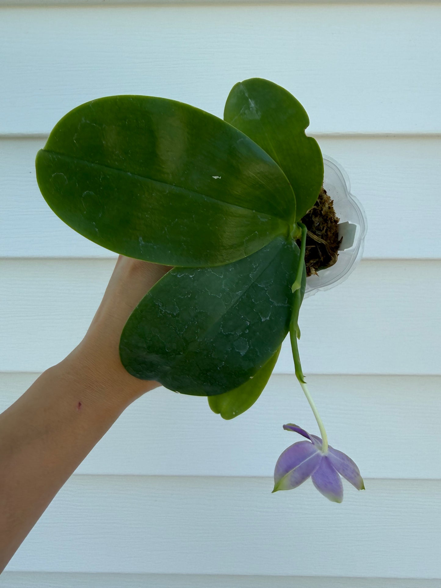 CA714 - Phal. Yaphon Blue Jewel x Phal. Yang Yang Blue Bellina