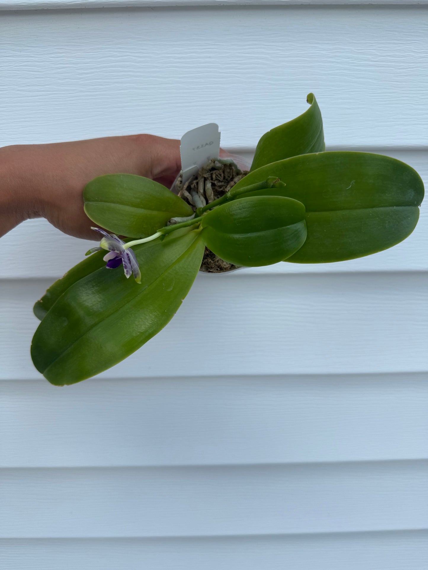 Phalaenopsis (KS Blue Ludde x Mainshow Sapphire)
