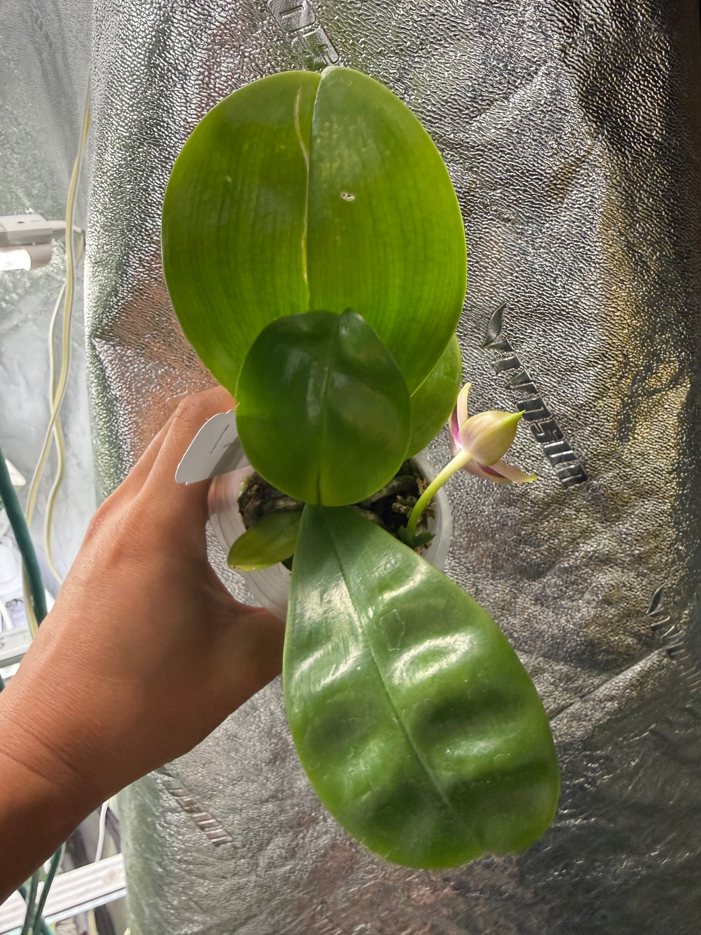 Phalaenopsis BKH 2369