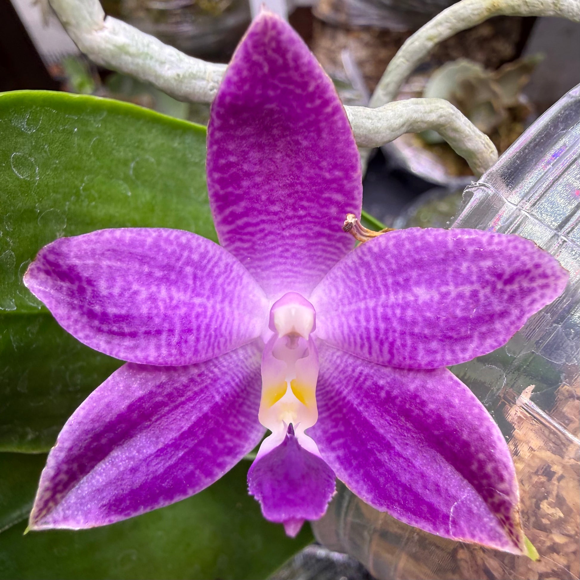 HCorchids