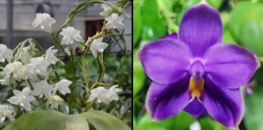 BKH2374 - Phal. Penang Violecea ‘BK forest’ x Phal. (Penang Jewel X (Yaphon Super Jaguar x Samera)) ‘雙梗深藍圓’