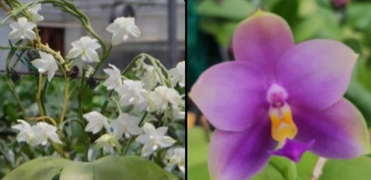 BKH2320A - Phal. Penang Violecea 'BK forest' x Phal. (Penang Jewel X (Yaphon Super Jaguar x Samera))