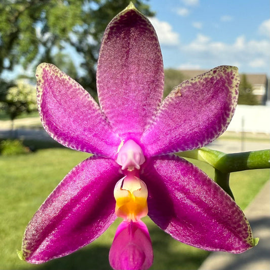 CA716 - Phal. Summer Red Rose x Phal. bellina var pink