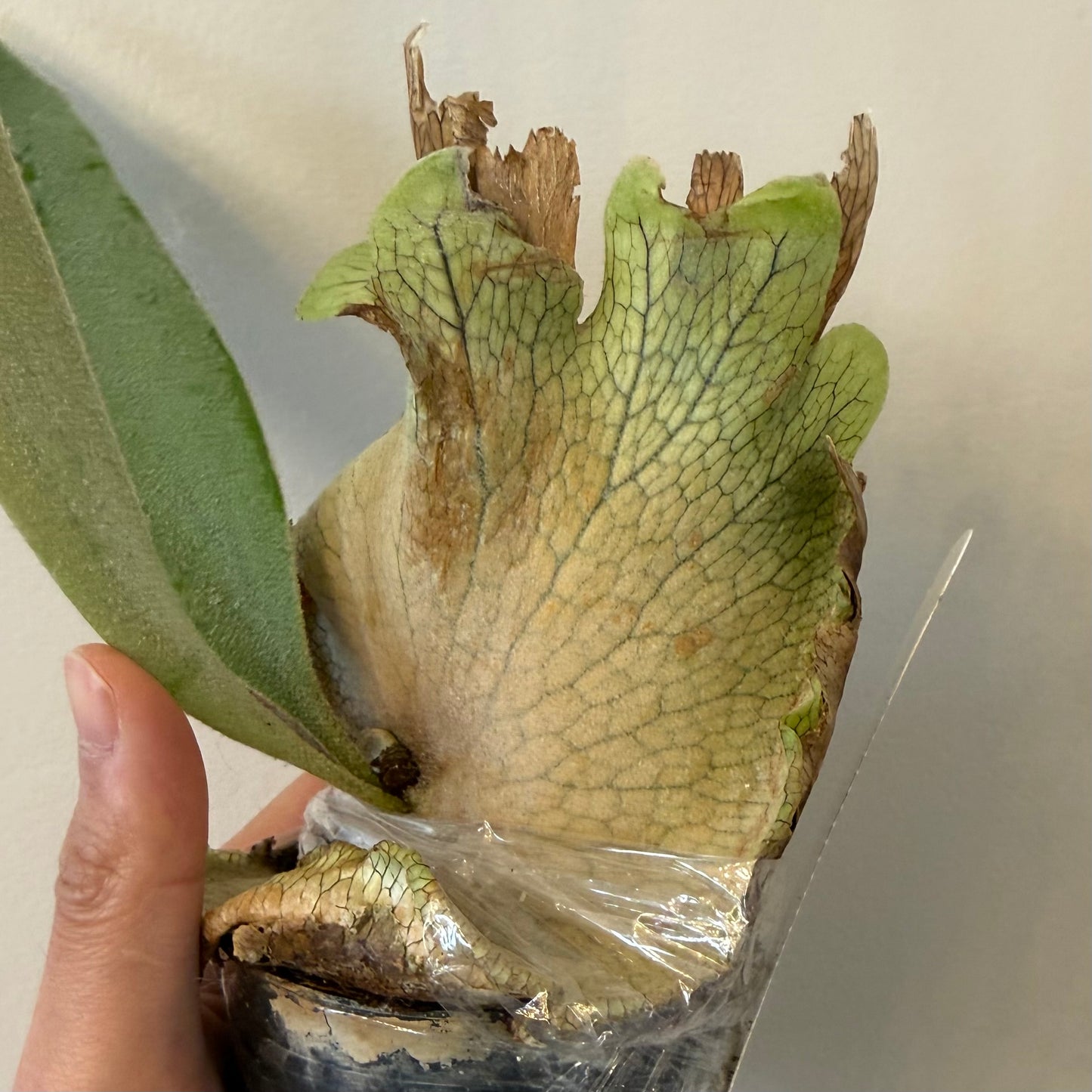 Platycerium Willinckii Bogor x Lemoinei spore