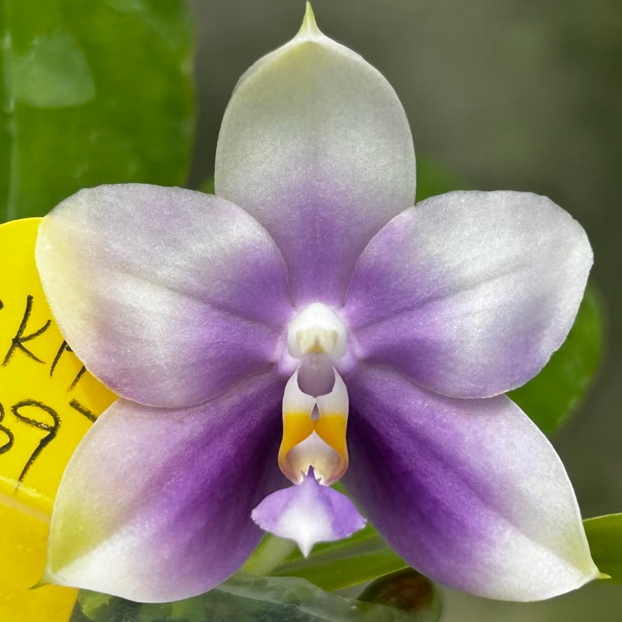 Detailed view of purple Phalaenopsis orchid flower