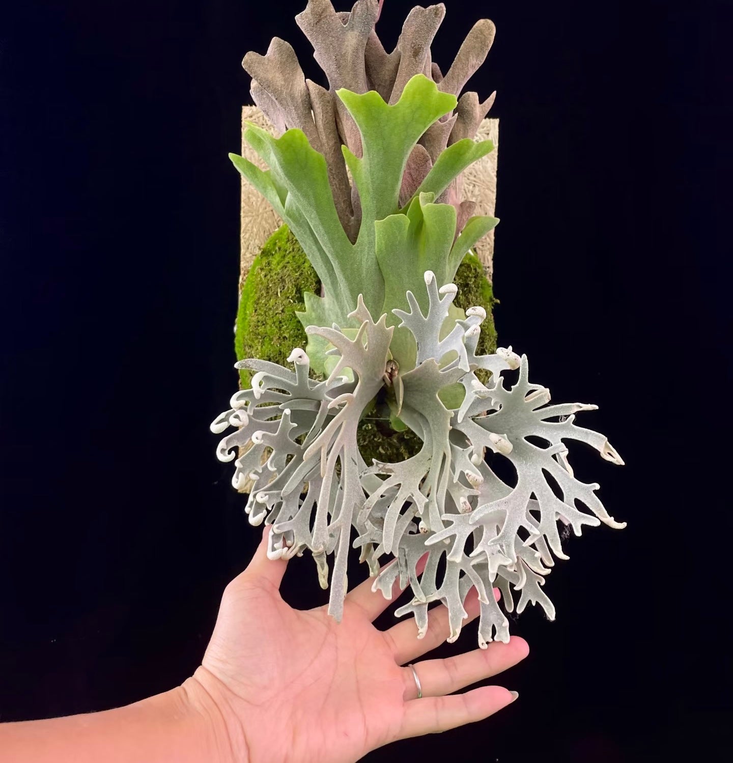 Hand holding mature Platycerium Willinckii Pikachu pup with lush fronds. Limited stock collectible plant for indoor garden decor.