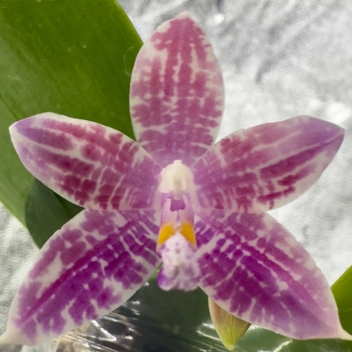 Phal. Lucien Mugato x Phal. tetraspis