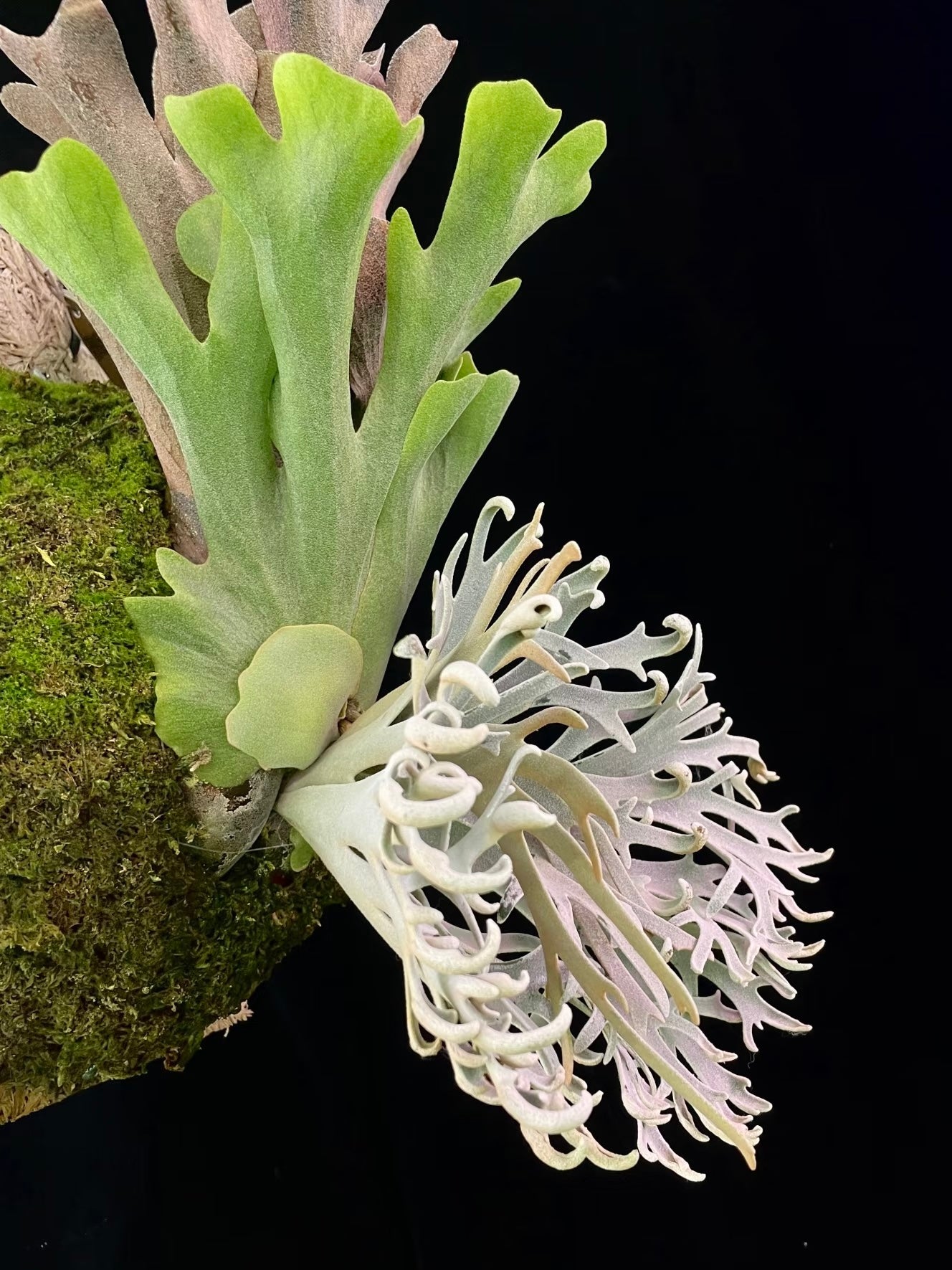 Angled shot of Platycerium Willinckii Pikachu pup with layered green and silver foliage. A rare, easy-care plant for stylish home gardens.