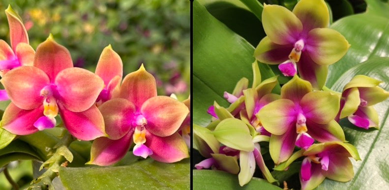 Pink and yellow Phalaenopsis orchid blooms