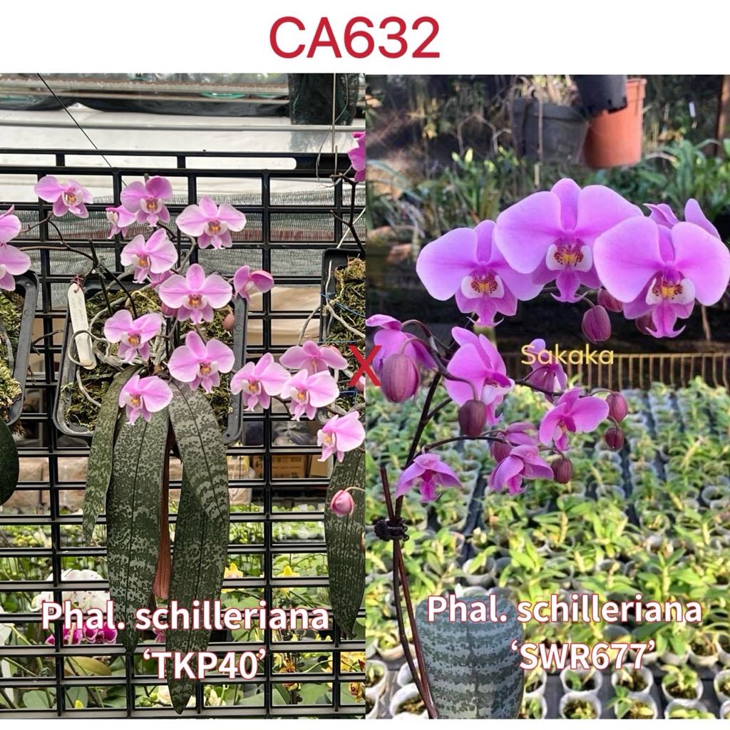 CA632 - Phal. schilleriana "TKP 40" x Phal. schilleriana "SWR 677"