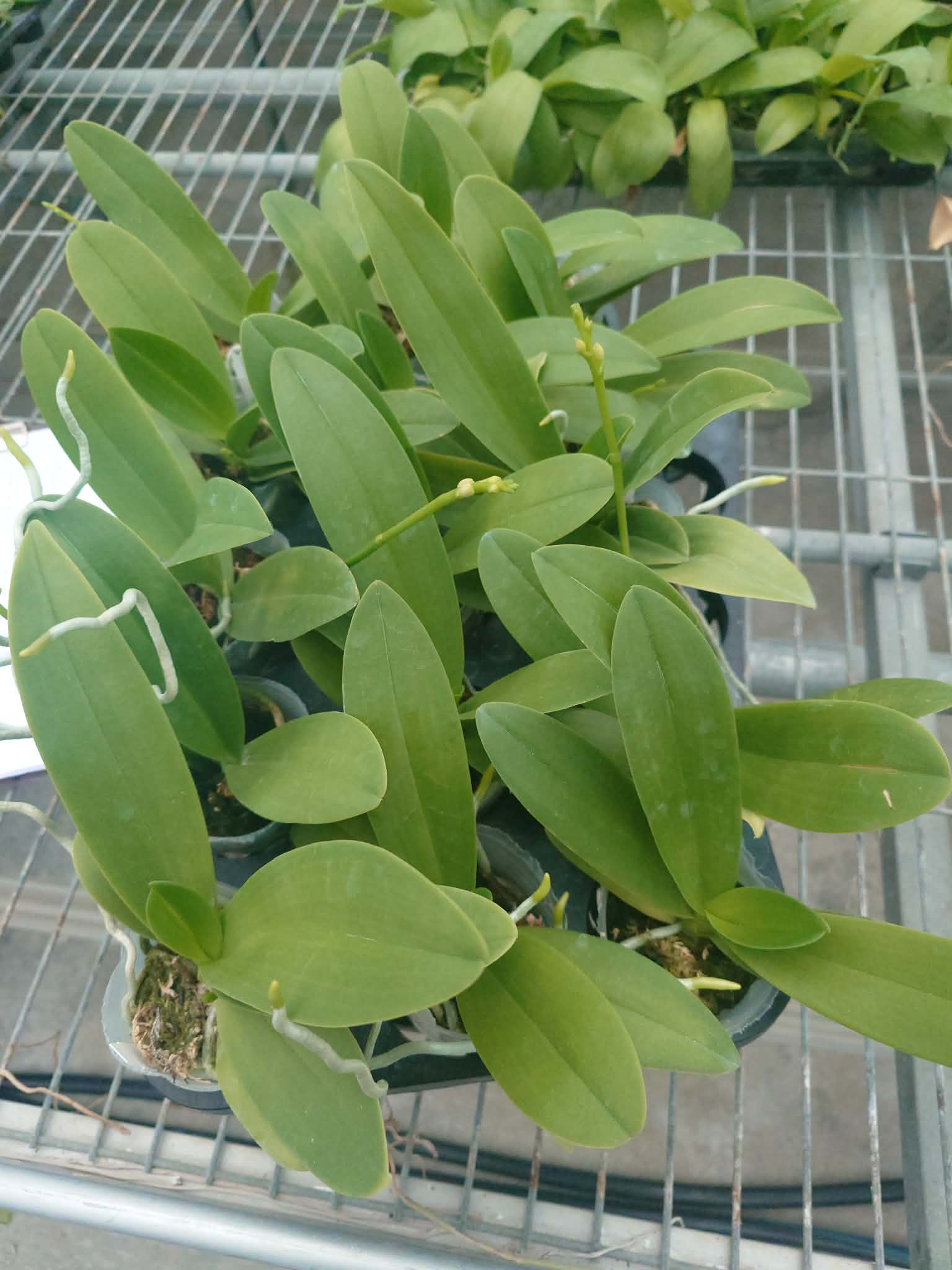 HCorchids