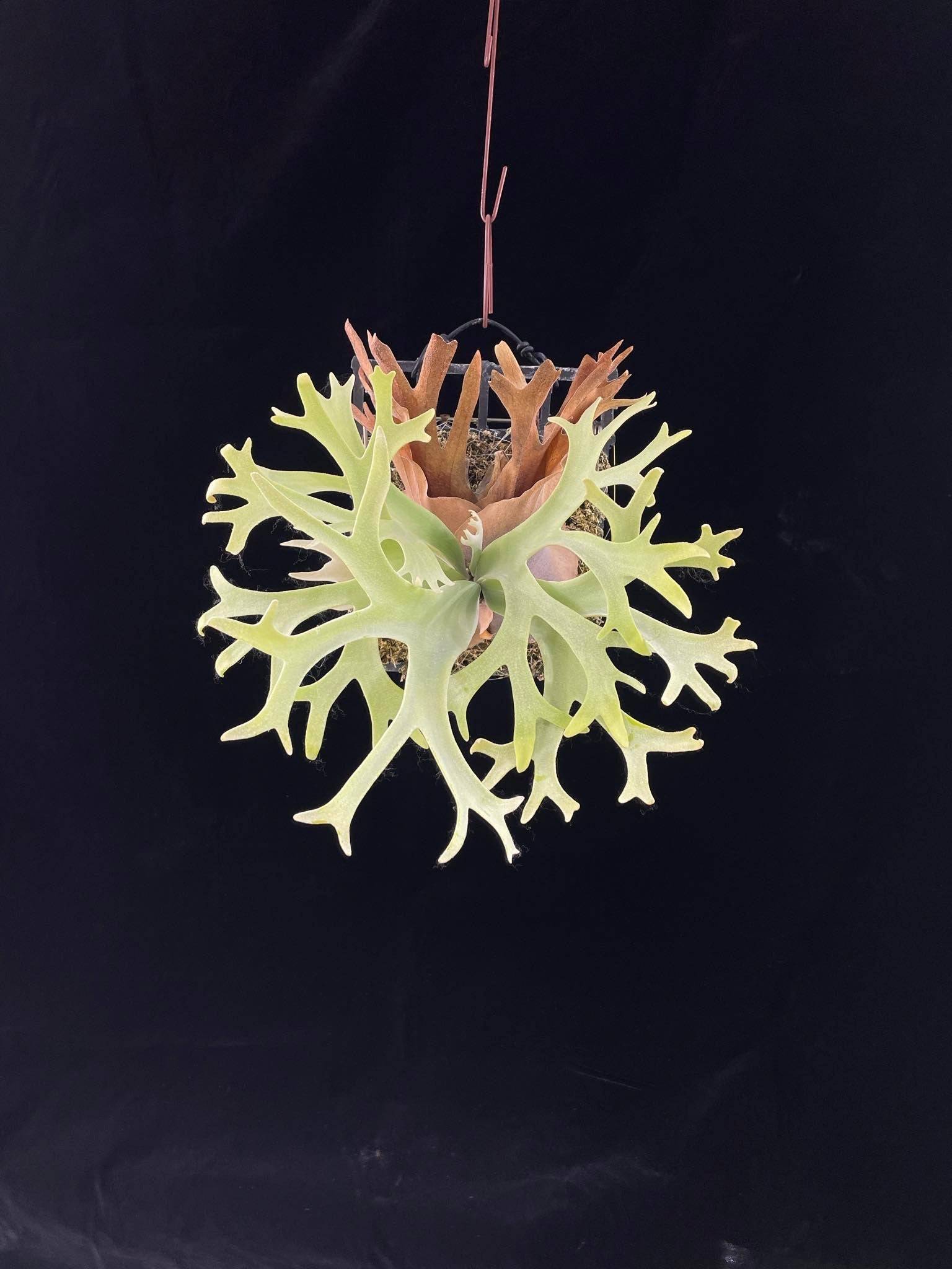 Dwarf Platycerium Willinckii spore plant with green and brown fronds