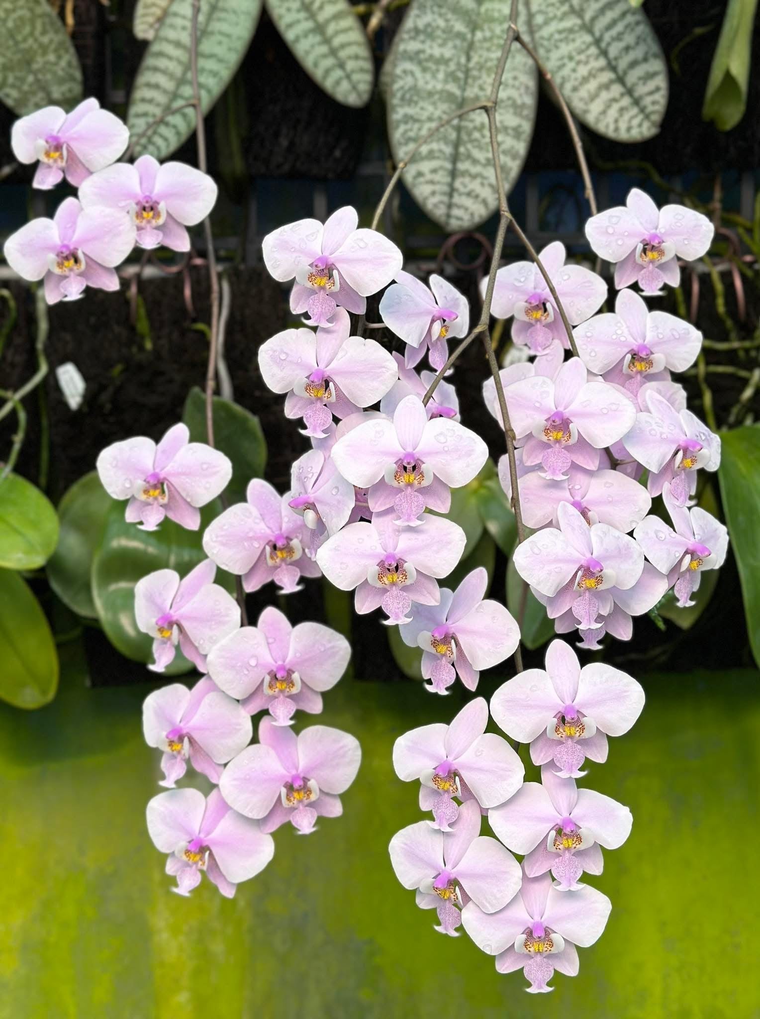 Phalaenopsis schilleriana ‘YL275’ in full bloom with cascading pink-lavender flowers, ideal novelty orchid for indoor gardens.