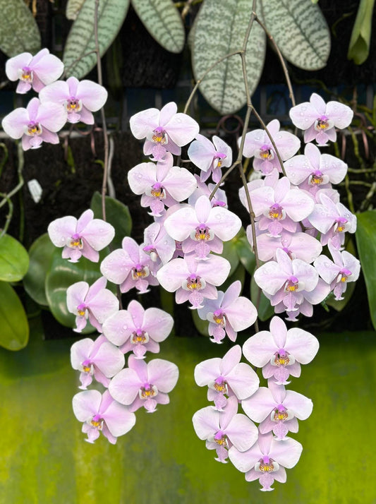 Phalaenopsis schilleriana ‘YL275’ in full bloom with cascading pink-lavender flowers, ideal novelty orchid for indoor gardens.