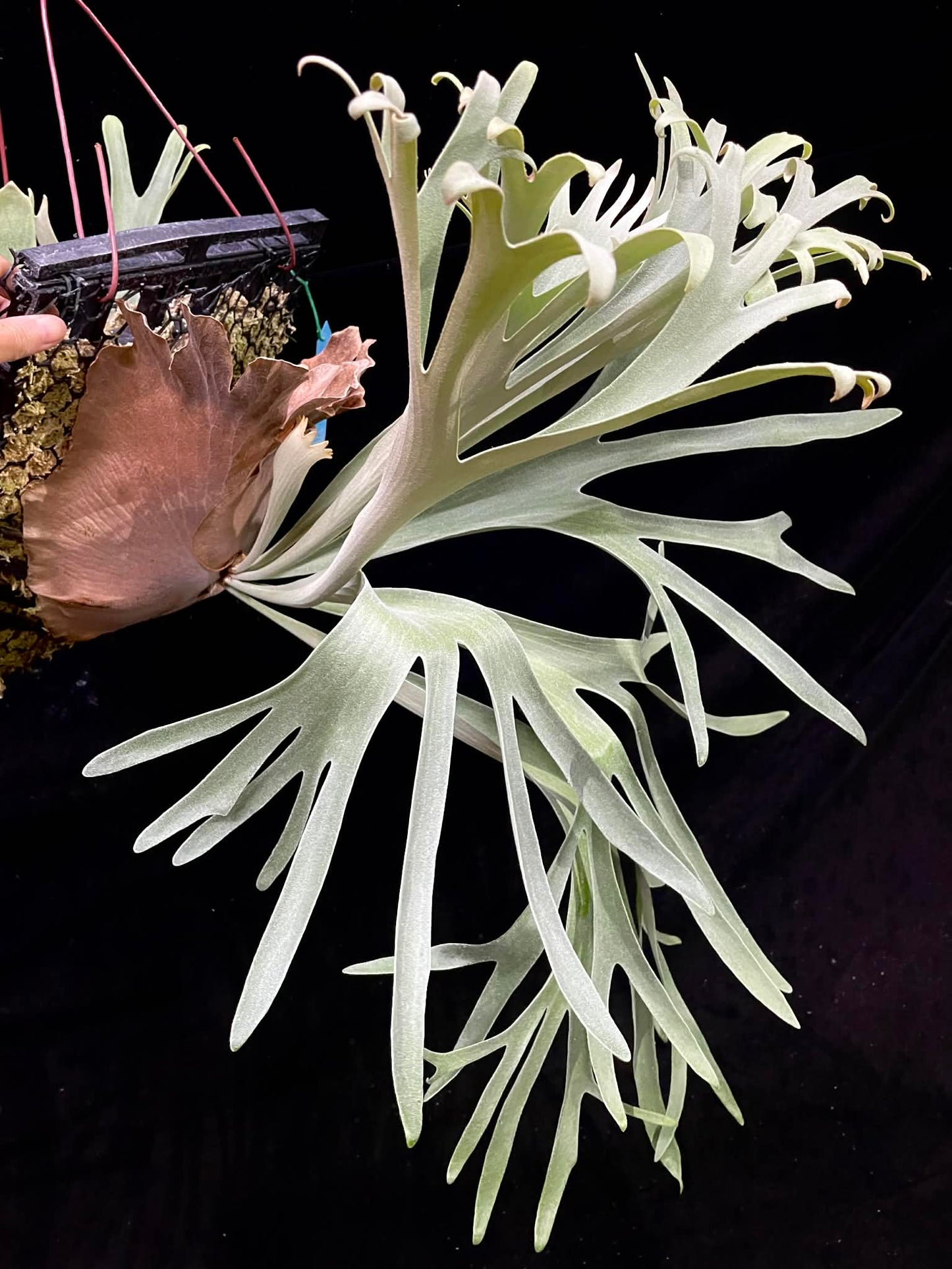 Platycerium Veitchii Variant C