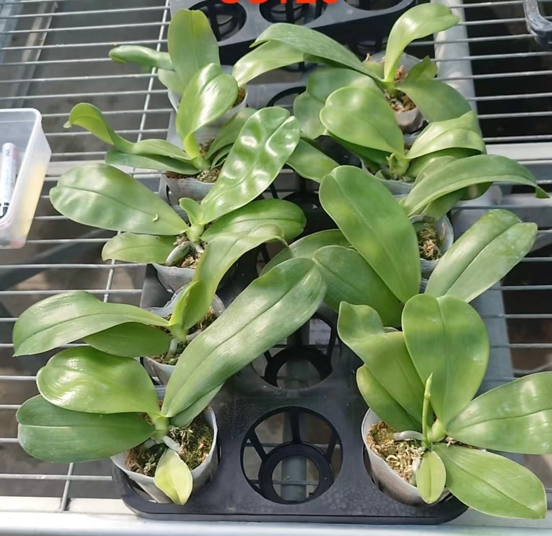Young Phalaenopsis Blue Diamond Orchid plants in nursery pots, ready for transplanting or indoor display in home and garden settings.
