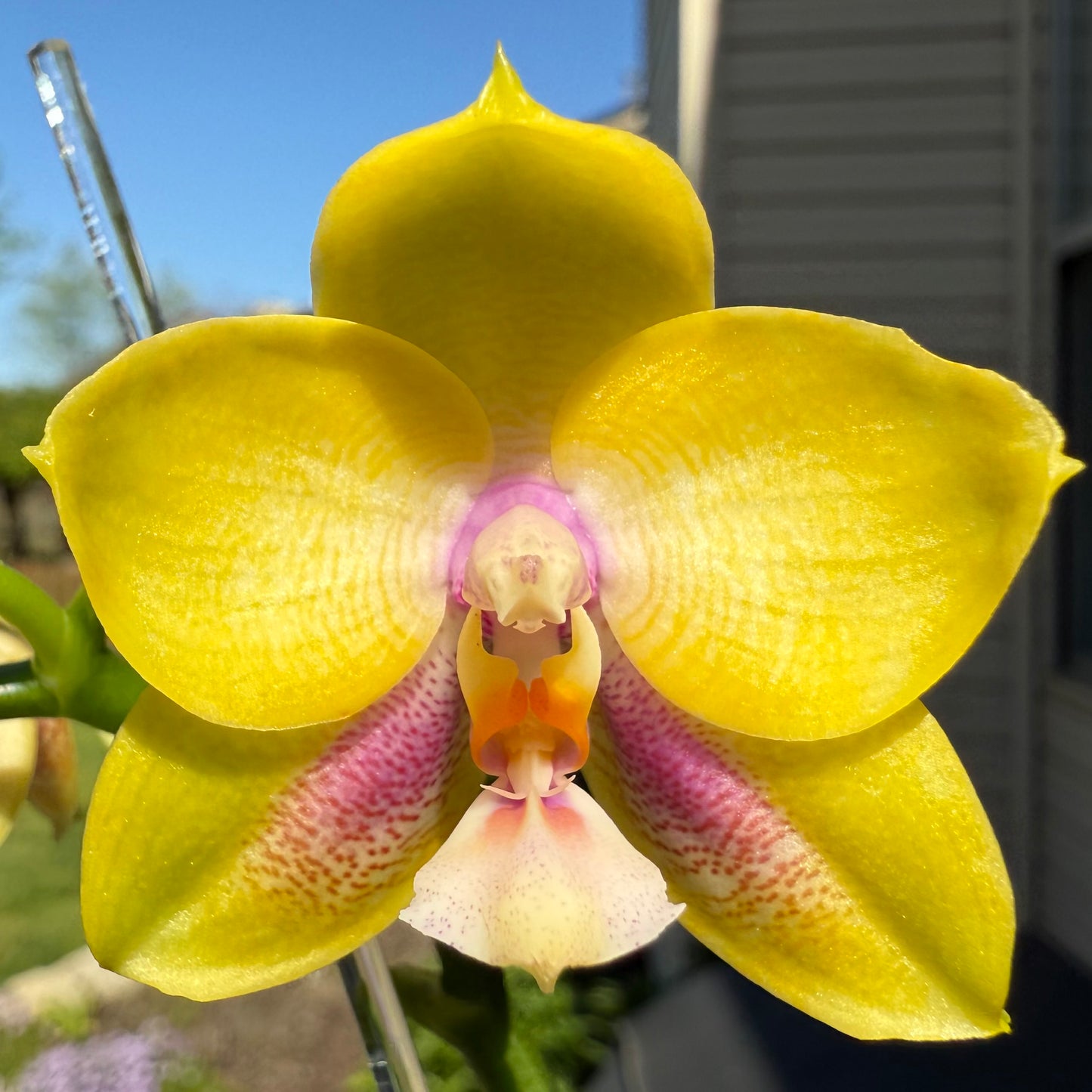 Phal. Mituo Gelb Eagle X Phal. GH King Star