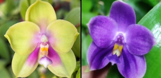 BKH2364 - Phal. ((bellina x Chien Lung Happy Queen) X YangYang Pink Mary) ‘Jade’ x Phal. (Penang Jewel X (Yaphon Super Jaguar x Samera)) ‘Jasmine’