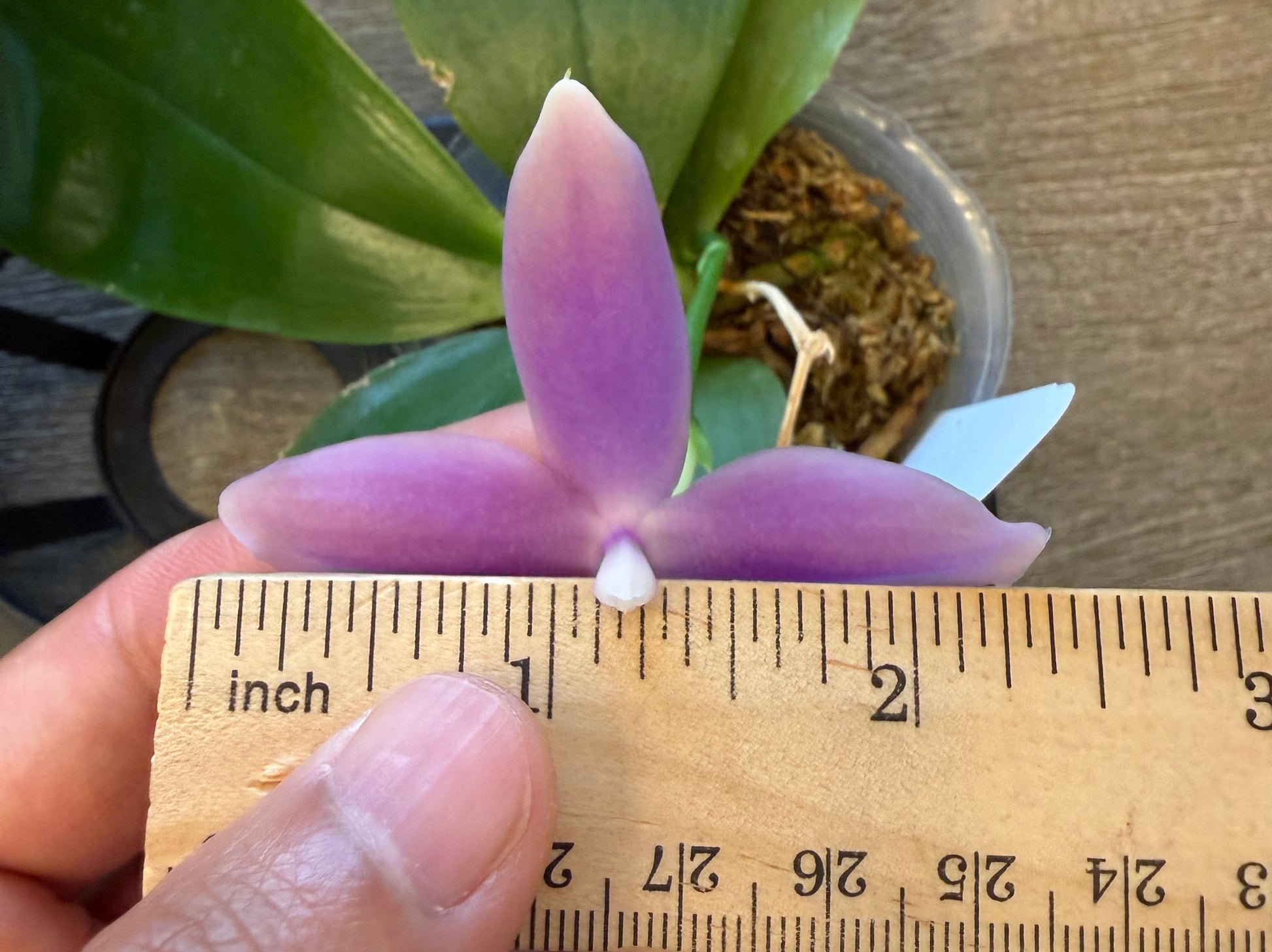 HCorchids