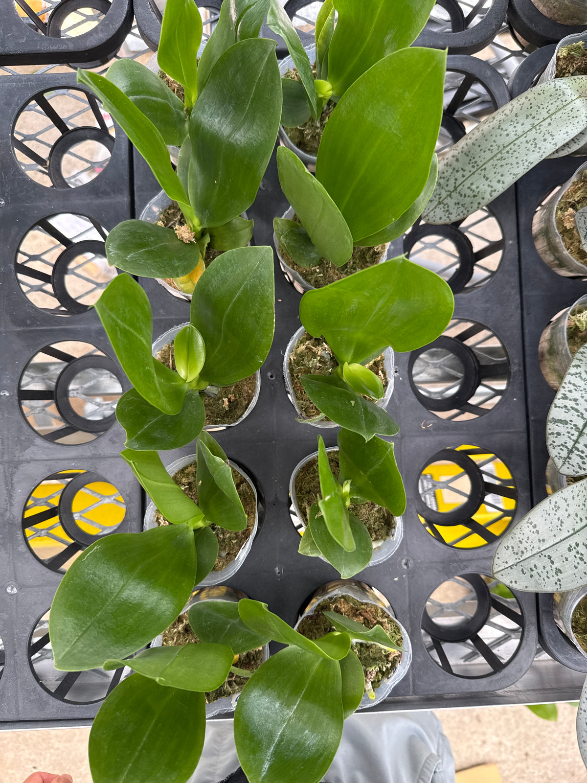 Phalaenopsis LD Avatar’s Glory ‘Green Angel’