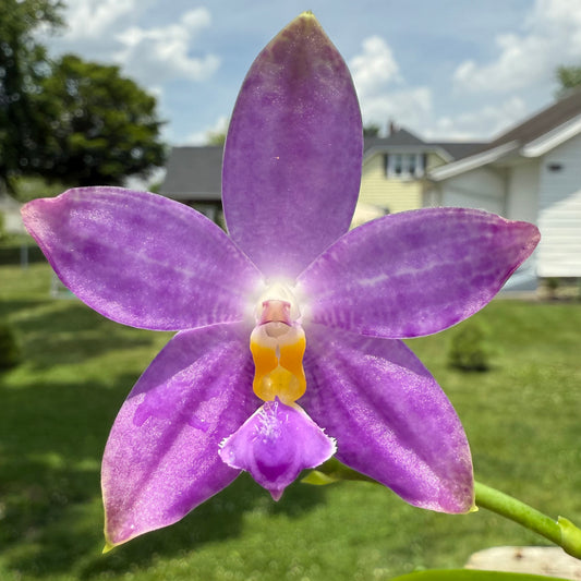 CA591-Phal. Lucien’s Samera x Phal. Vinh Long Red Sun