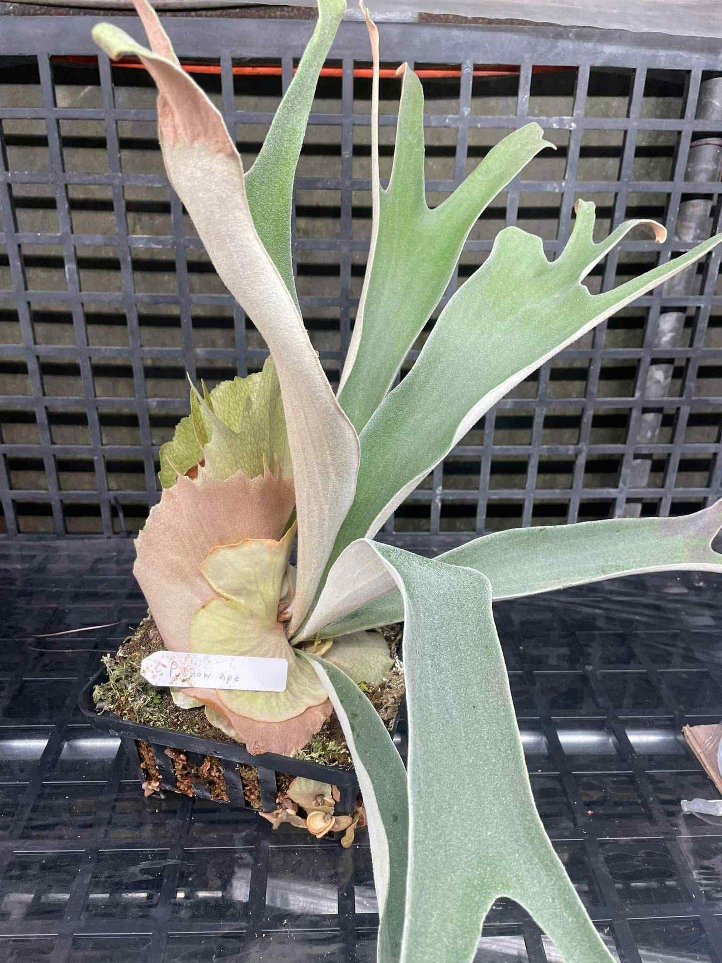 Platycerium Snow Ape pup