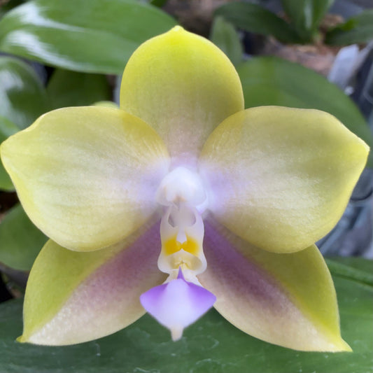 Phalaenopsis (LL Blue Family x LD Avatar) select #36