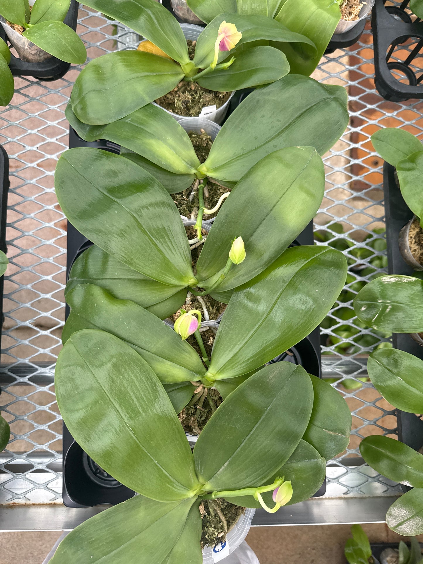 Phalaenopsis bellina ‘BT Queen’