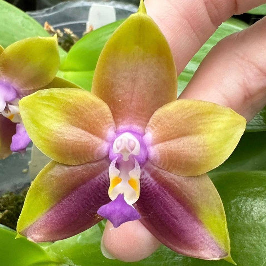 Phal.Mituo Princess ‘Blue’