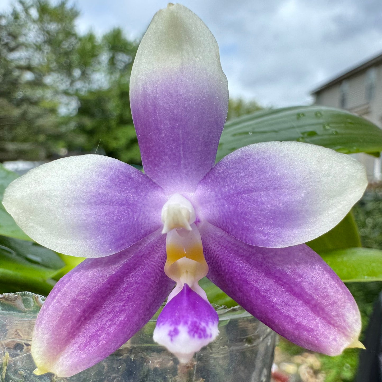 Phal. Vinh Long Sun "Magic Rock" x P. Lee Wee Queen “Blue Idol”