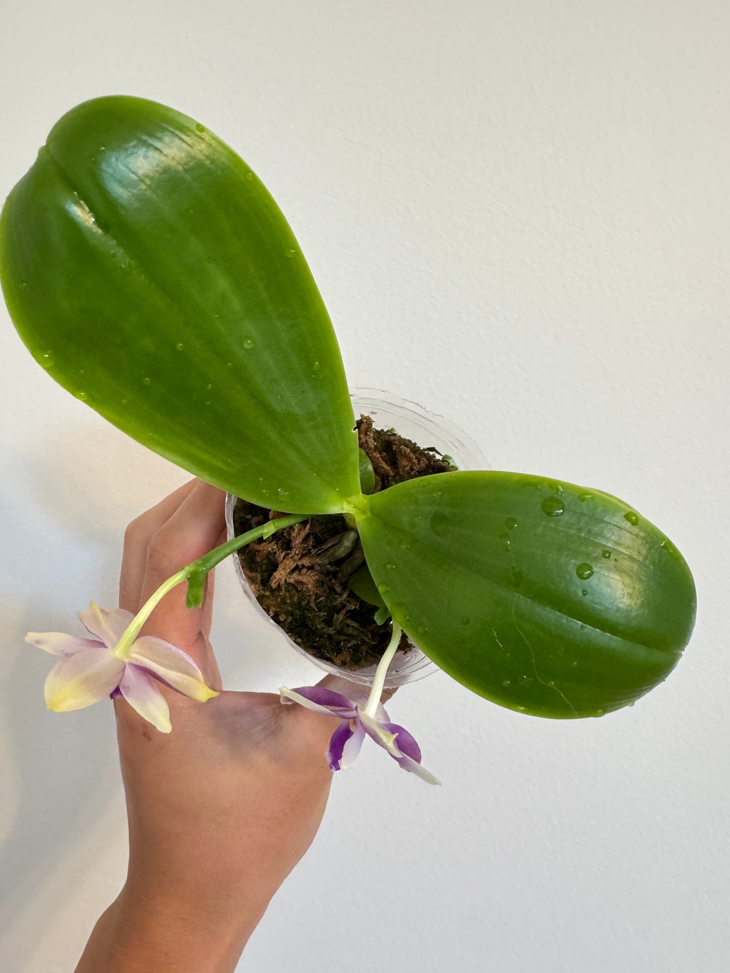 Phal. Vinh Long Sun "Magic Rock" x P. Lee Wee Queen “Blue Idol”